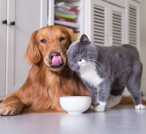 Premium Pet Care for Healthy & Happy Pets