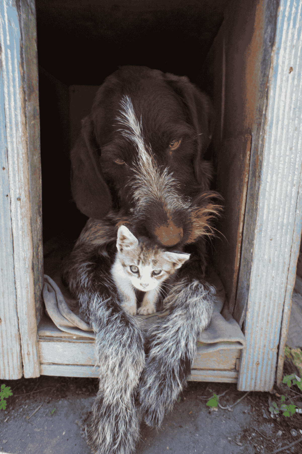 Comfort & Care for Your Pet