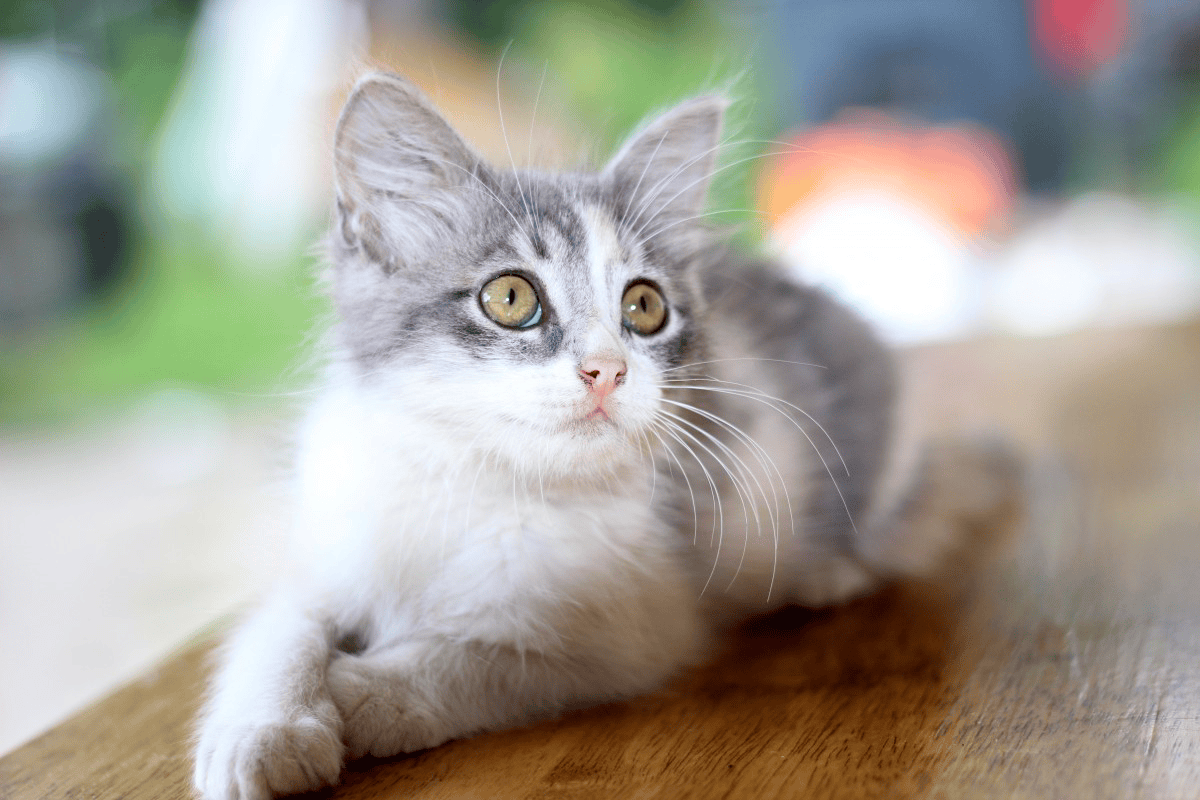 Healthy Nutrition for Every Pet