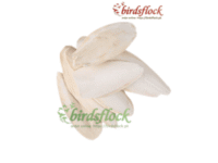 Cuttlefish Bone [Rich in Calcium And Trace Minerals]